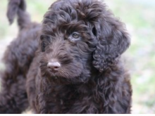 De Australische Labradoodle