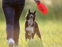 De Border Collie