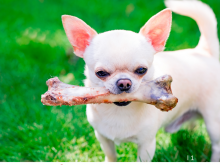 Geef je hond een snack waar zijn tanden van gaan stralen!