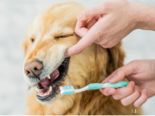 Je pup tandjes leren poetsen