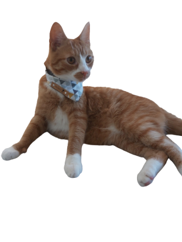 F4c937d1 a2fa 4db3 882a 07fae7ff9545 removebg preview