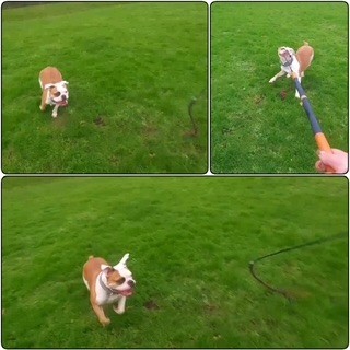 Flirtpole actie foto 1 2