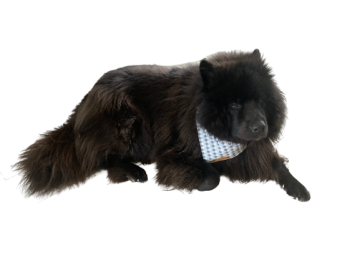 Image removebg preview 15