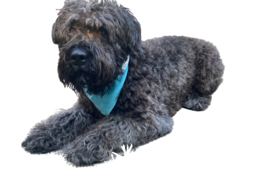 Image removebg preview 2