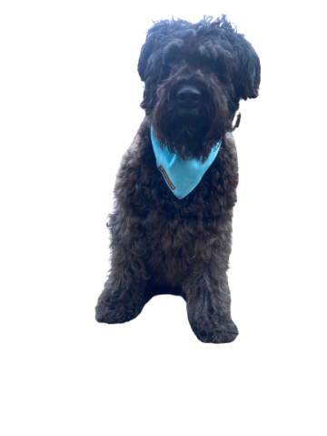 Image removebg preview 3