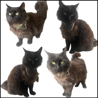 Thumbnail58eef752 c5de 4879 b993 3253d31105ed 1