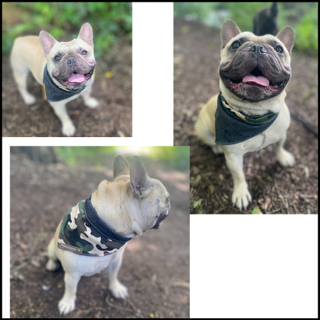 Thumbnail98c6e3e3 544c 4489 91b4 1401dbc3cdae